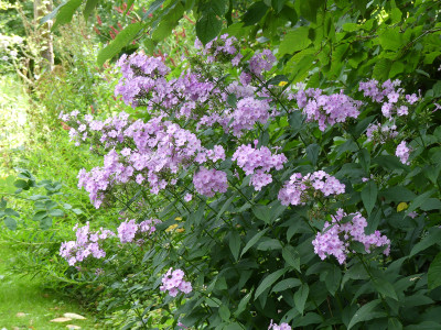 2020-08-29 Phlox 'Henki'.jpg