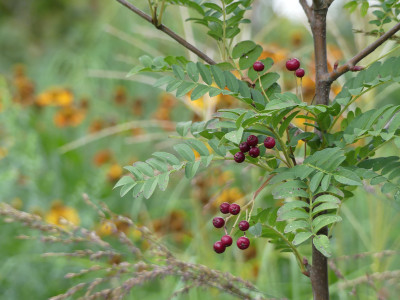 2020-08-29 Sorbus vilmoriniana 'Pink Charme' 1.jpg