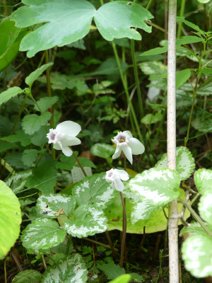 2020-08-29 Cyclamen hederifolium 'Stargazer' 1.jpg