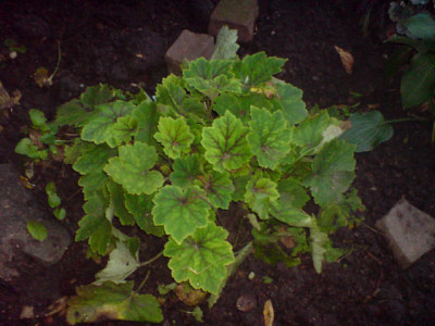 rosenbegleiter_sept_07_10_falsche_alraune.JPG