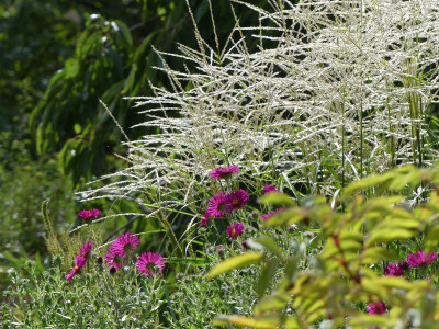 2020-08-29 Miscanthus 'Federweißer' 1.jpg