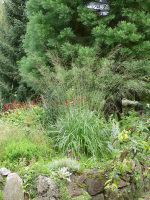 2020-08-29 Molinia.jpg