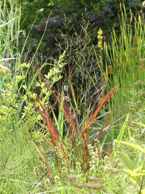 2020-08-29 Panicum 'Hot Rod'.jpg