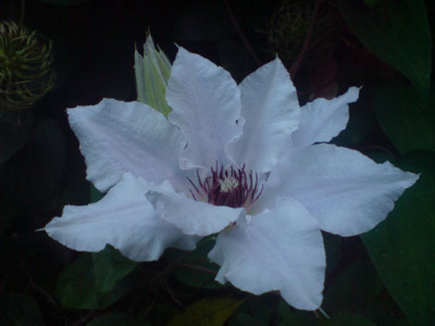 clematis_snow_queen.JPG
