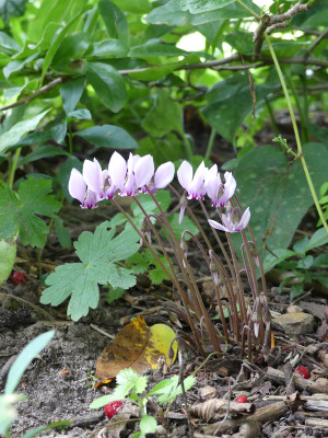2020-08-29 Cyclamen hederifolium 1.jpg