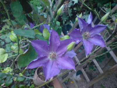 ascotiensis_sept_07.JPG