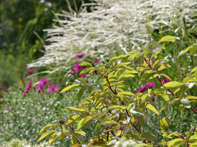 2020-08-29 Gartenimpressionen 3.jpg