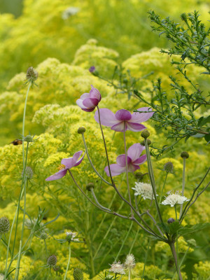 2020-08-29 Gartenimpressionen 4.jpg