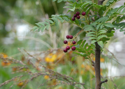 2020-08-29 Gartenimpressionen 5.jpg