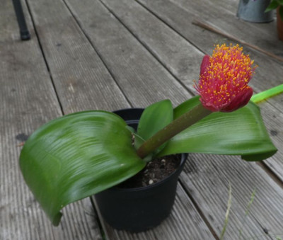 Haemanthus Blüte 1 200613.jpg
