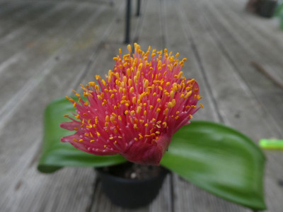 Haemanthus Blüte 2 200613.jpg