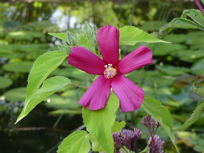 2020-08-29 Hibiscus moscheutos 1.jpg