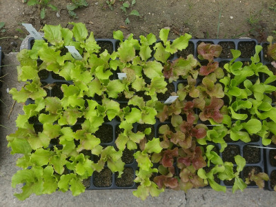 Salat200829-1.jpg