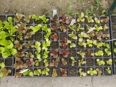 Salat200829-2.jpg