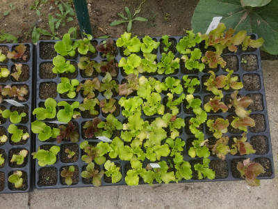 Salat200829-3.jpg
