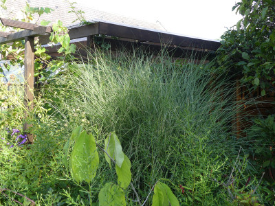 2020-08-30 Miscanthus 'Morning Light' 1.jpg