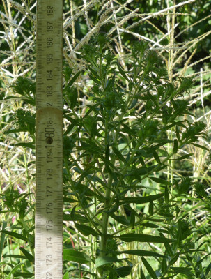 2020-08-30 Aster 'Guido en Gezelle'.jpg