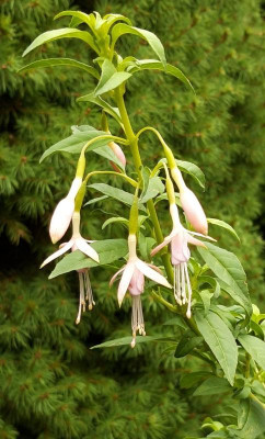 fuchsie engl.jpg