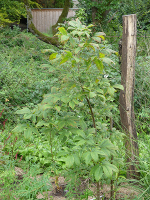 2020-08-30 Aesculus x bushii 1.jpg
