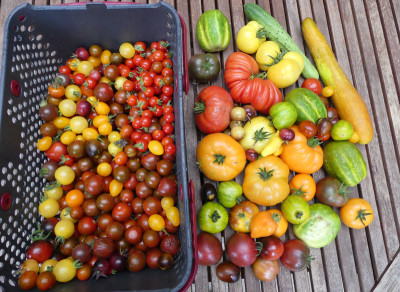 2020-08-30 Tomaten 2.jpg
