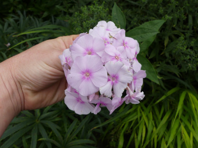 2020-08-30 Phlox Sämling 4.jpg