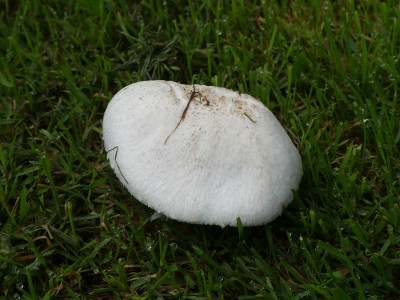 2020-08-31 Pilze 1.jpg