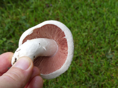 2020-08-31 Pilze 2.jpg