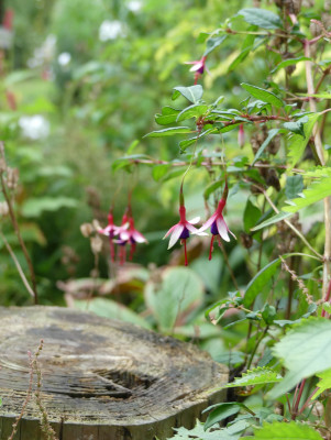2020-08-30 Fuchsia 'Logan Woods'.jpg