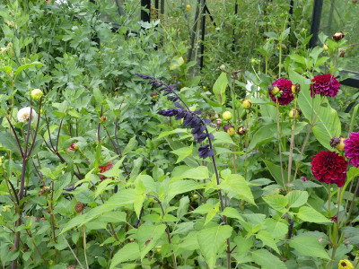 2020-08-31 Salvia 'Amistad' 1.jpg