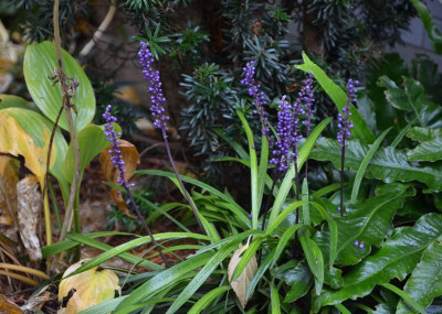 Liriope_muscari-Moneymaker.19-2.jpg