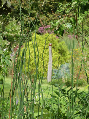 2020-08-31 Gartenimpressionen 1.jpg
