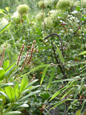 2020-08-31 Gartenimpressionen 2.jpg