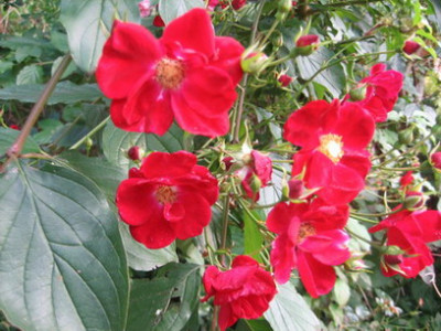 Rosen_Rhulenhof_09.2009.jpg