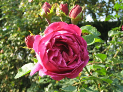 Rhulenhof_Rose_1.jpg