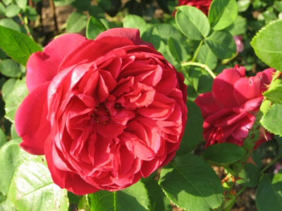 Rhulenhof_Rose_2.jpg