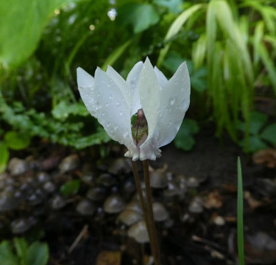 Cyclamen hederifolium reinweiß 200831 k.jpg