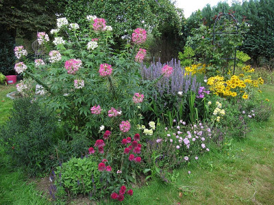 IMG_2065_bei_Alstertalflora_Aug2020_.jpg