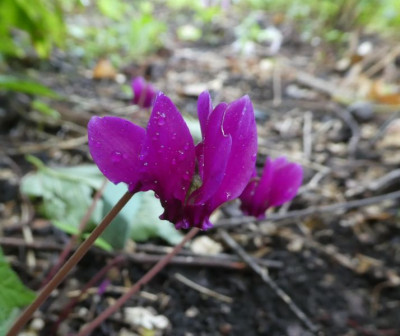 Cyclamen dunkel 200831 k.jpg