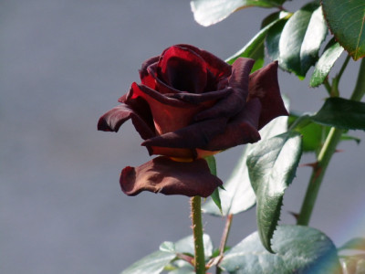 DSCF7580.JPG