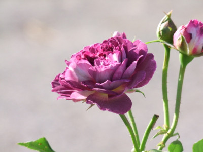 DSCF7526.JPG