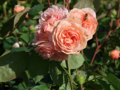 DSCF7082.JPG