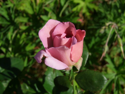 DSCF7435.JPG