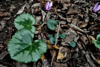 DSC_1247.JPG