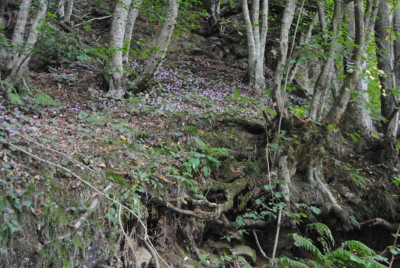 DSC_1245.JPG