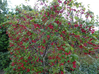 Euonymus planipes August 2020.JPG