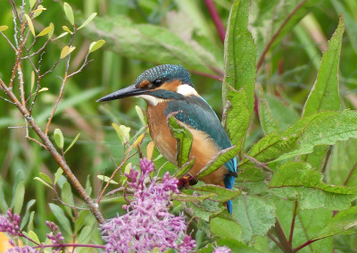 2020-09-01 Eisvogel 0.jpg