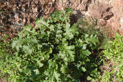 Acanthus-mollis-Sizilien.jpg