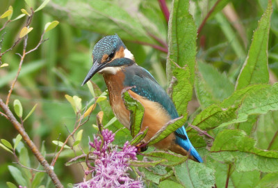2020-09-01 Eisvogel 2.jpg
