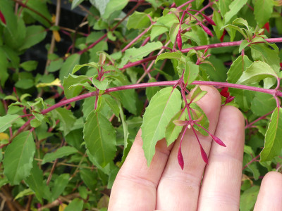 2020-09-01 Fuchsia regia ssp. reitzii 1.jpg