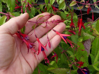 2020-09-01 Fuchsia regia ssp. reitzii 2.jpg